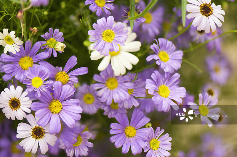 盛开的天鹅河雏菊图片素材