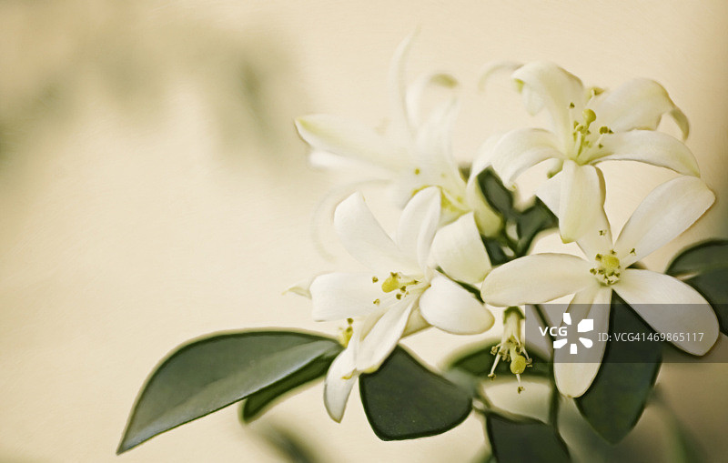 九里香图片素材