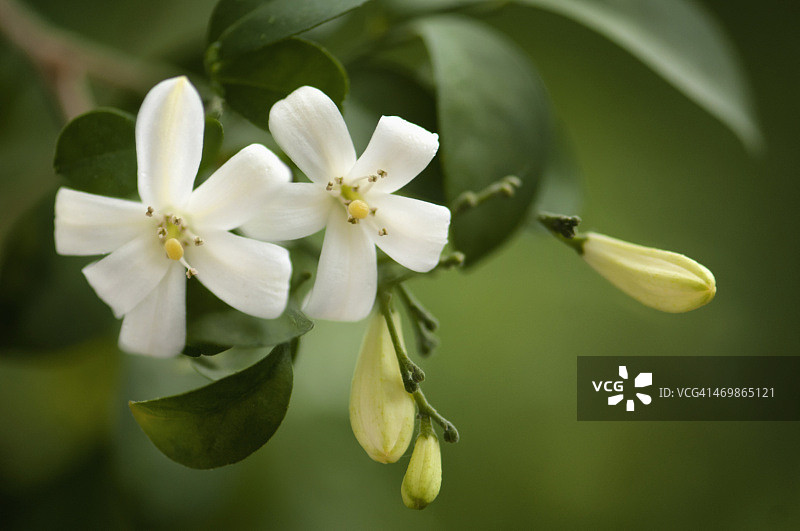 九里香图片素材