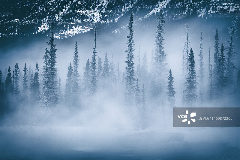 雾中的树木图片素材