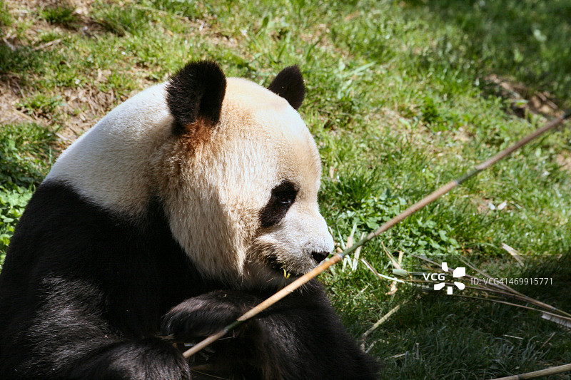 安静吃东西的熊猫图片素材