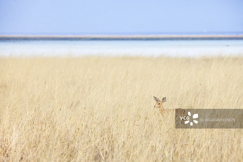 小羚羊图片素材