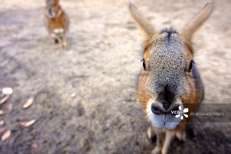 盯着镜头的巴塔哥尼亚豚鼠特写图片素材