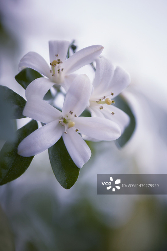 九里香盆栽图片素材