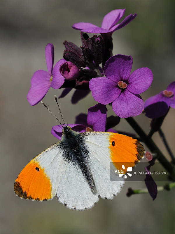 橙色尖端蝴蝶在紫色花朵上采蜜图片素材