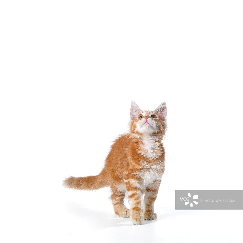 是小鸟，是飞机...图片素材