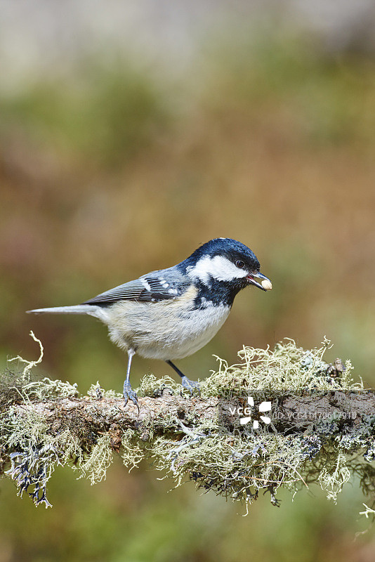 煤炭乳头图片素材
