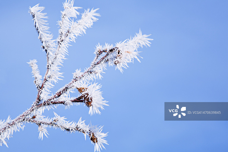 蓝色天空下树枝上的霜图片素材