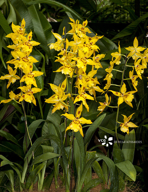 新加坡植物园兰花展图片素材