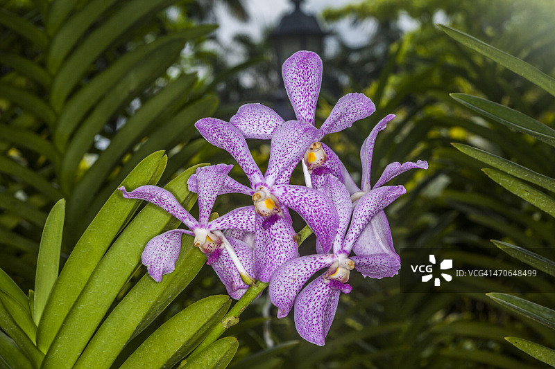 阿兰达·差佑·帕亚美人图片素材