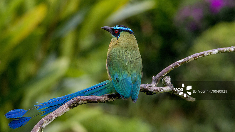 安第斯Motmot鸟图片素材