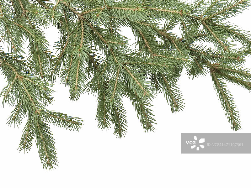 杉树枝图片素材