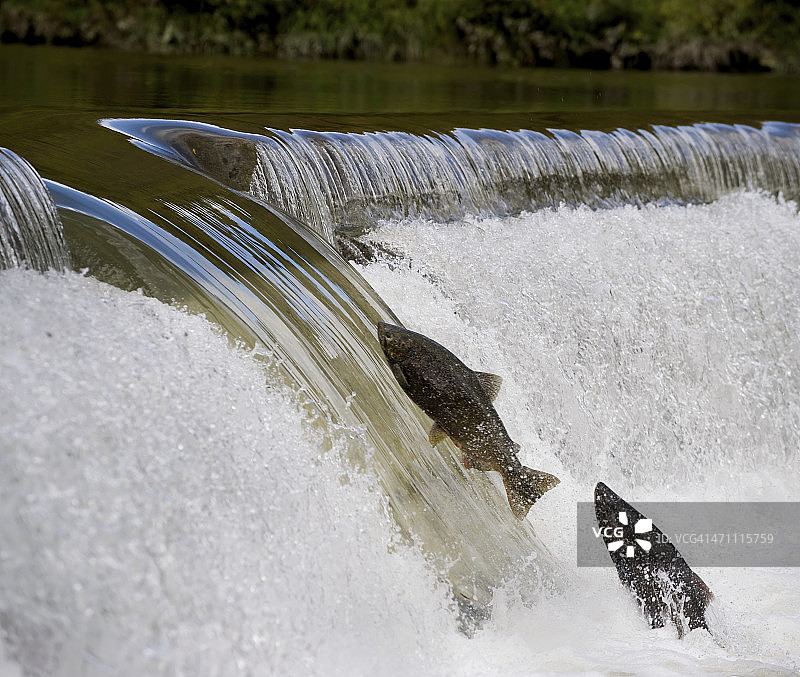 跟随领导者图片素材