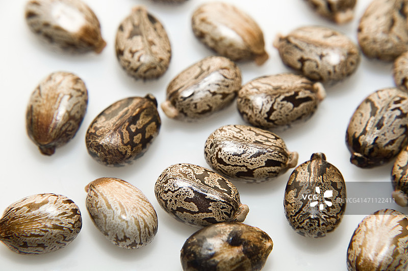 蓖麻籽图片素材