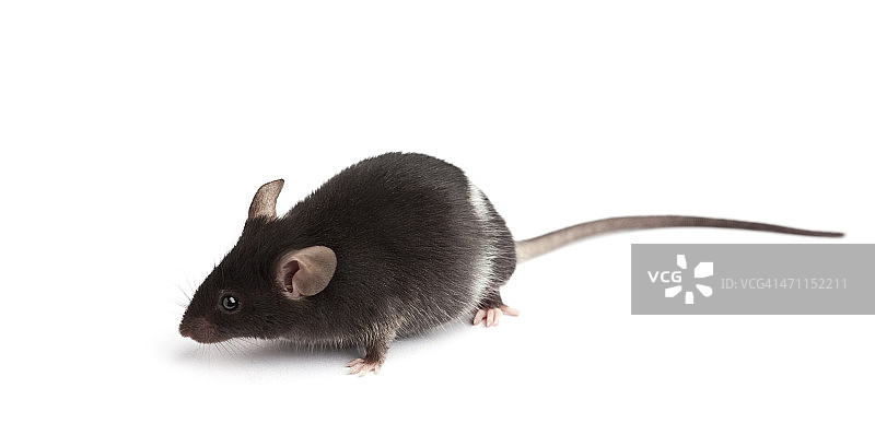 白色背景下的实验室科研用小鼠图片素材