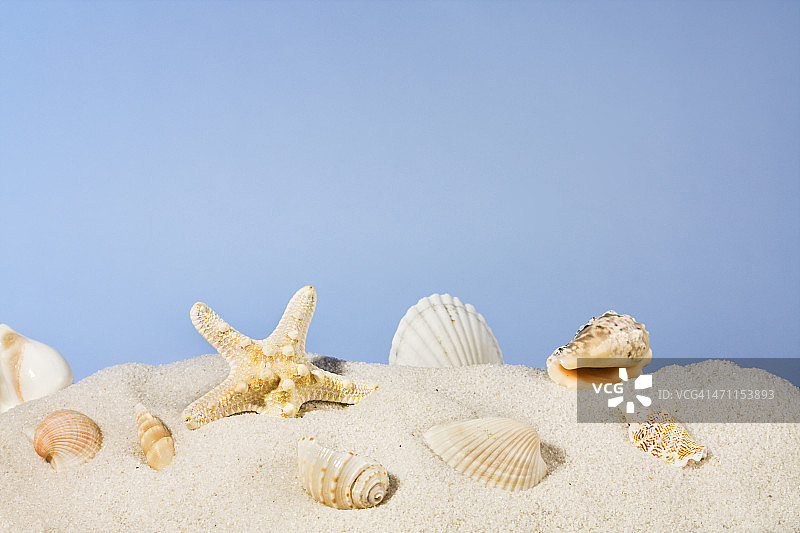 夏日天空下沙滩上的贝壳和海星图片素材