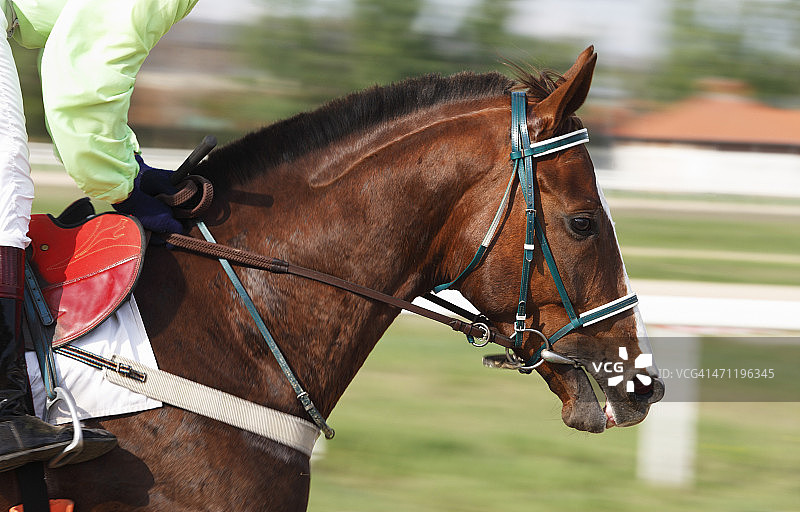 赛马图片素材
