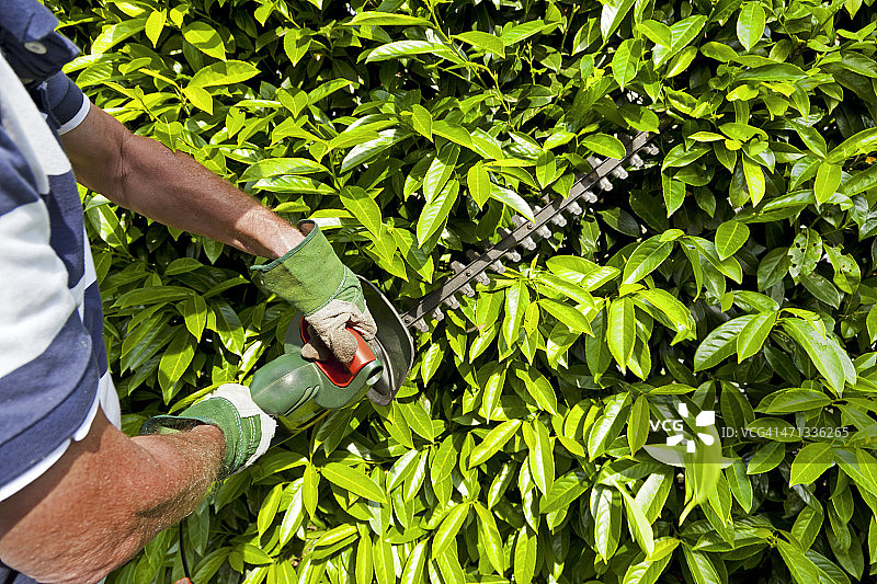 修剪树篱图片素材