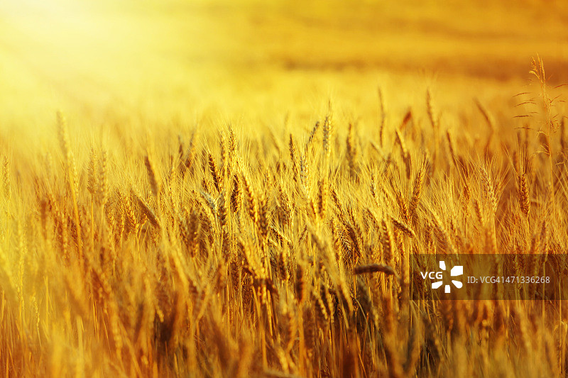 日落时分的小麦田图片素材