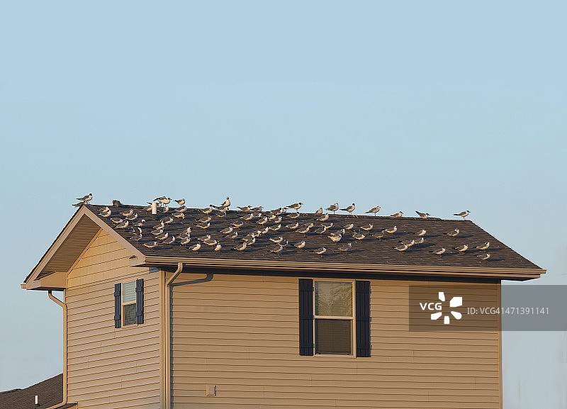 谁需要木瓦，当你有鸟时图片素材