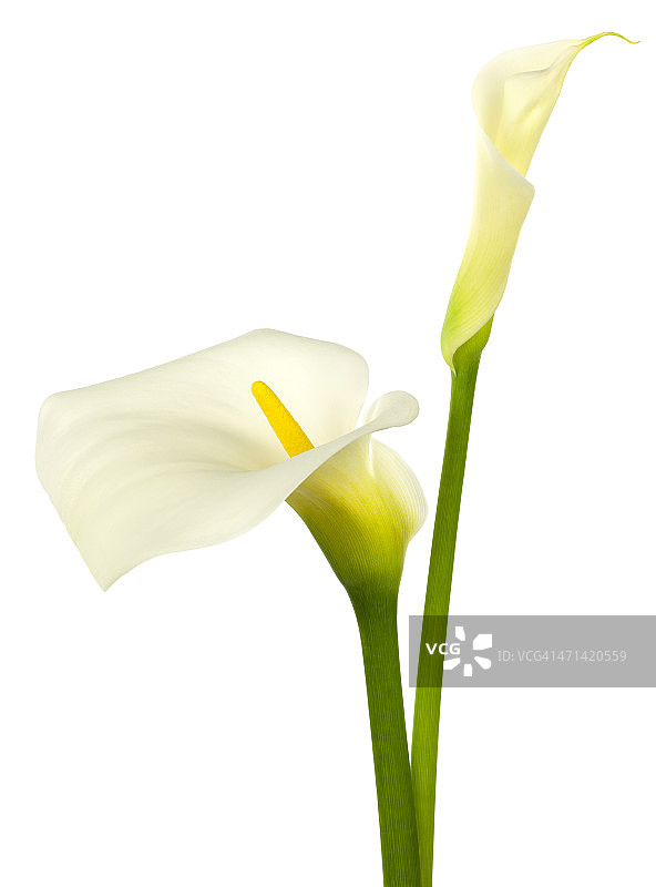 白色马蹄莲图片素材