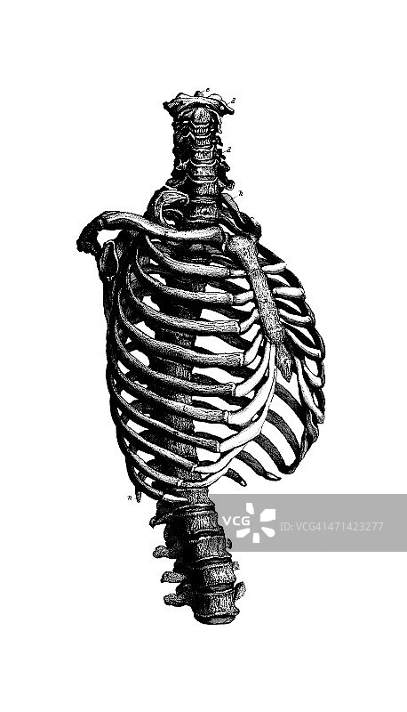 人体肋骨古董医学科学图表图片素材