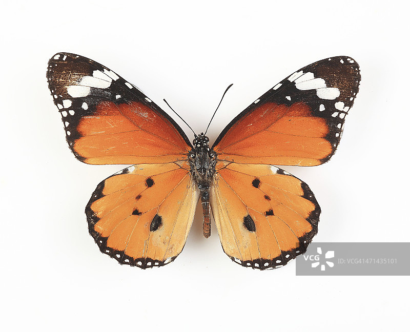 白色背景上隔离的蝴蝶图片素材