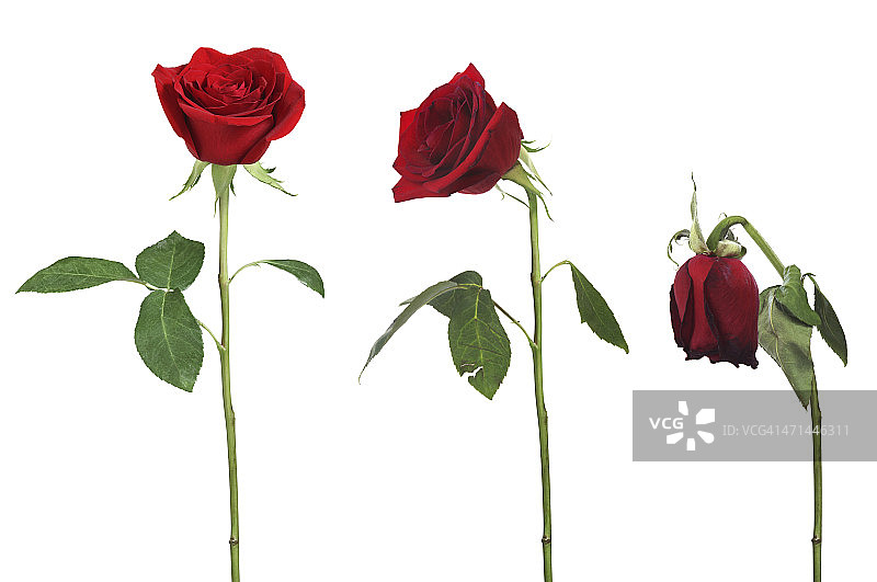 凋零的玫瑰图片素材