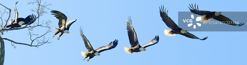 从树上跳跃起飞的白头海雕影像图片素材