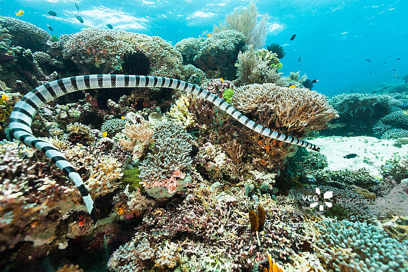 印度尼西亚拉贾安帕特外礁上的海蛇捕猎图片素材