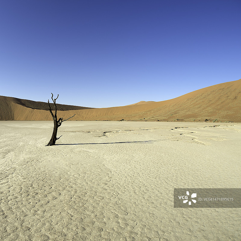 死亡谷最后的树图片素材