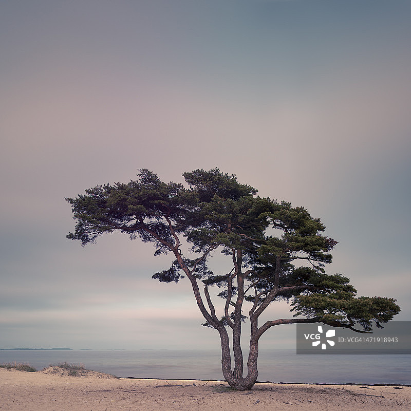 瑞典斯科纳省锡姆里斯港海滩上孤独的松树图片素材
