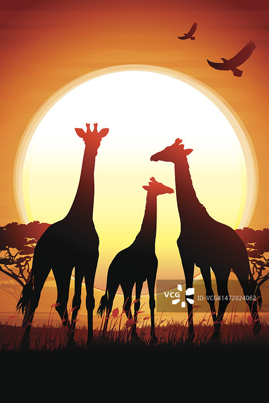 三只长颈鹿在热日下的热带稀树草原上的轮廓图片素材