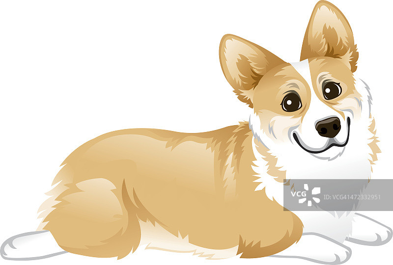 躺下的柯基犬图片素材