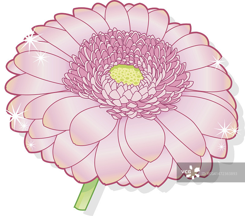 清新淡粉色非洲菊图片素材