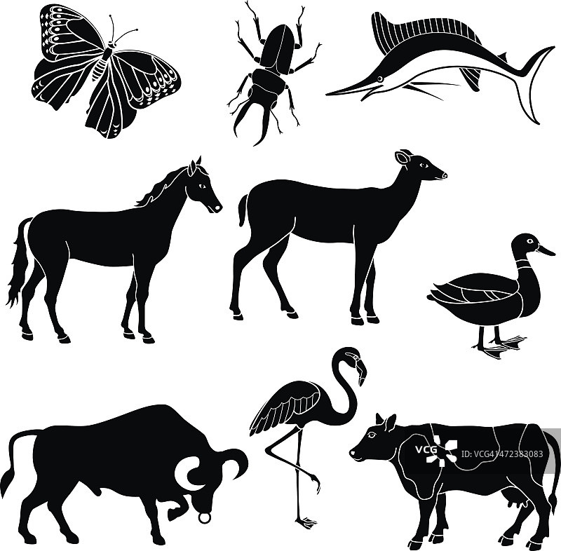 动物与昆虫图片素材