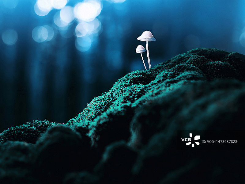 迷幻蘑菇图片素材