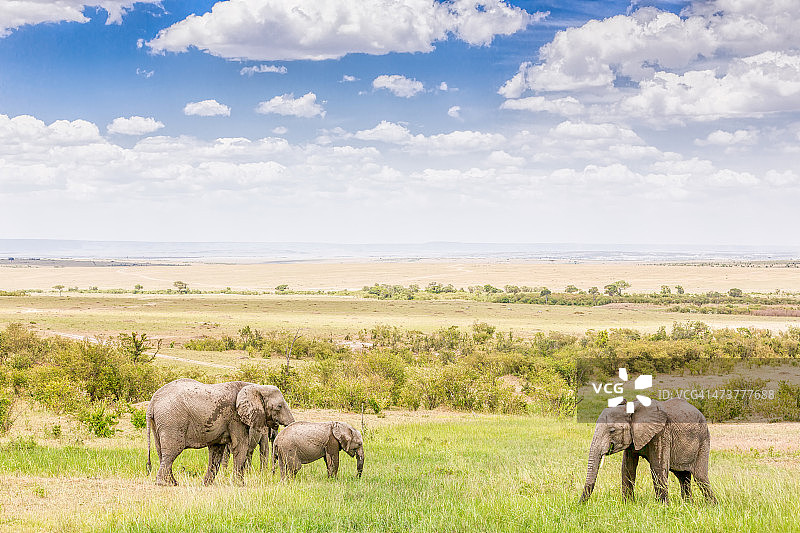 非洲母象与幼象图片素材