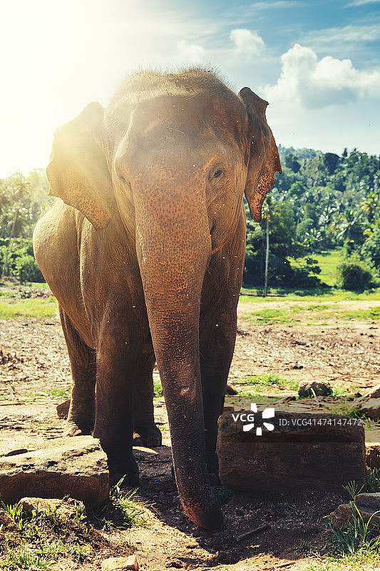 斯里兰卡 Pinnawala 大象孤儿院图片素材