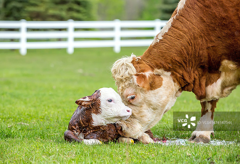 棕色和白色赫里福德母牛舔舐新生小牛图片素材