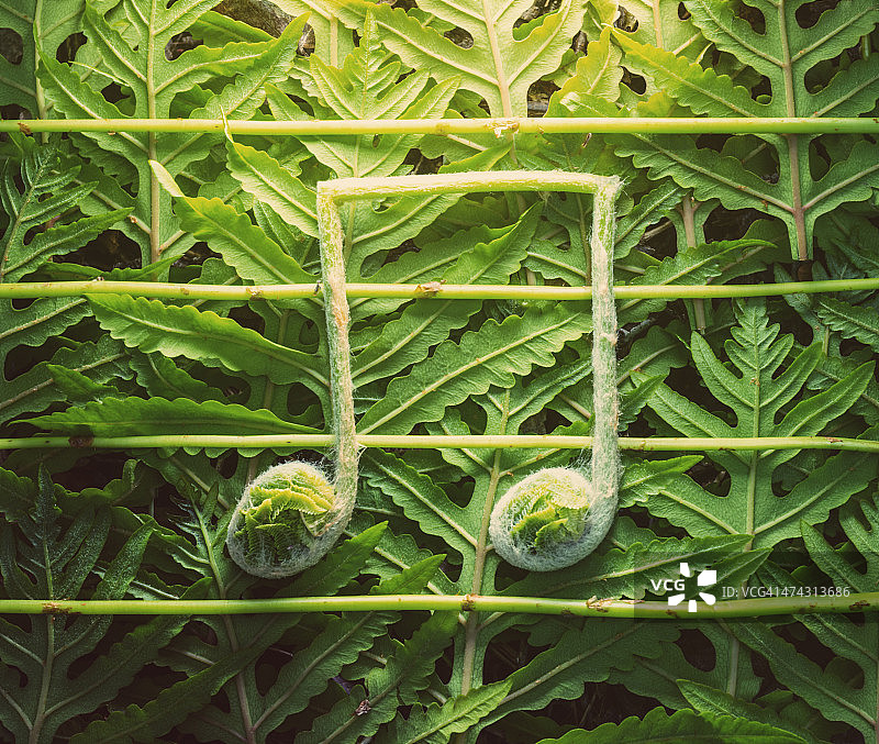 羊齿植物的音乐图片素材