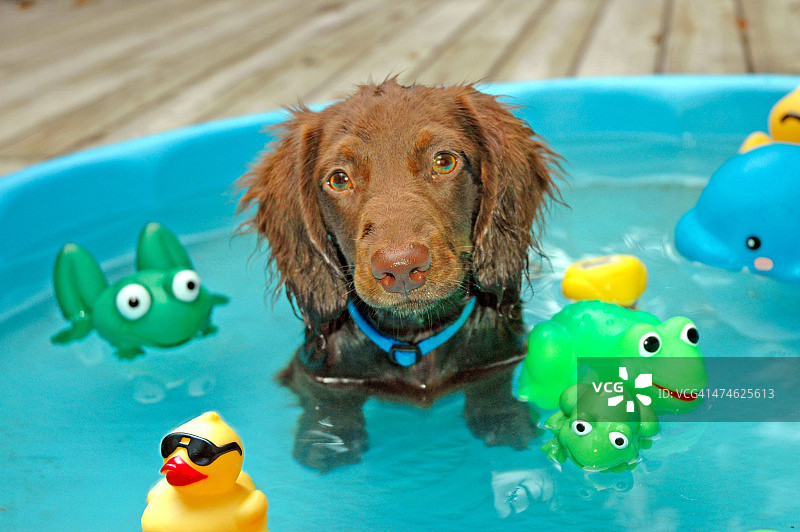 泳池里的腊肠犬幼犬图片素材
