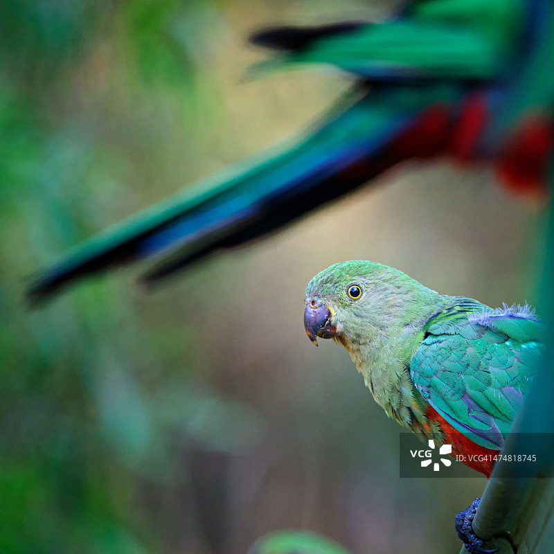 友好的澳大利亚鸟类图片素材
