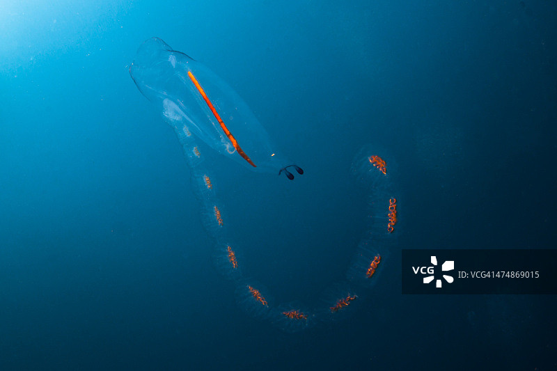 奇怪的果冻图片素材