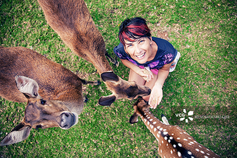 女人喂鹿图片素材