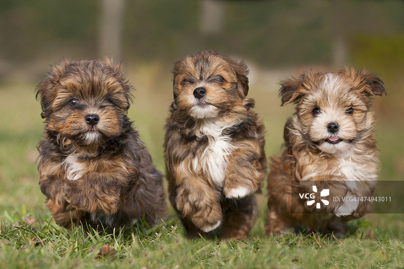 三只奔跑的哈瓦那犬幼犬图片素材