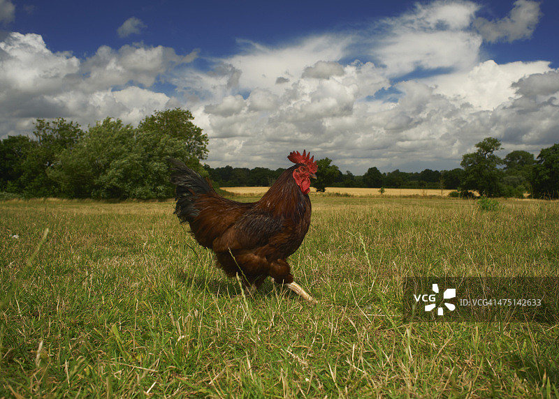 田野中散养的鸡图片素材
