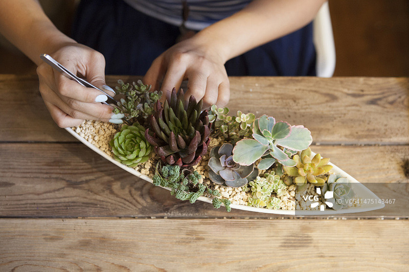 打理多肉植物的女人图片素材