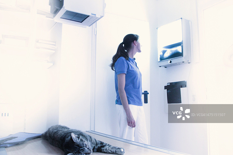 兽医正在治疗家猫，查看X光片图片素材