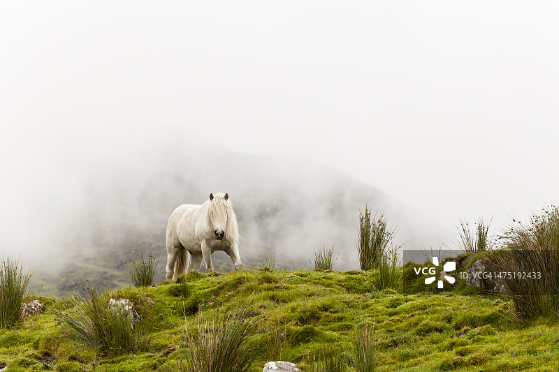 爱尔兰凯里郡草地上的科内马拉矮种马图片素材